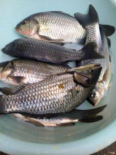 鯽魚魚糧自已怎麼配，成魚期的飼料自配方參考