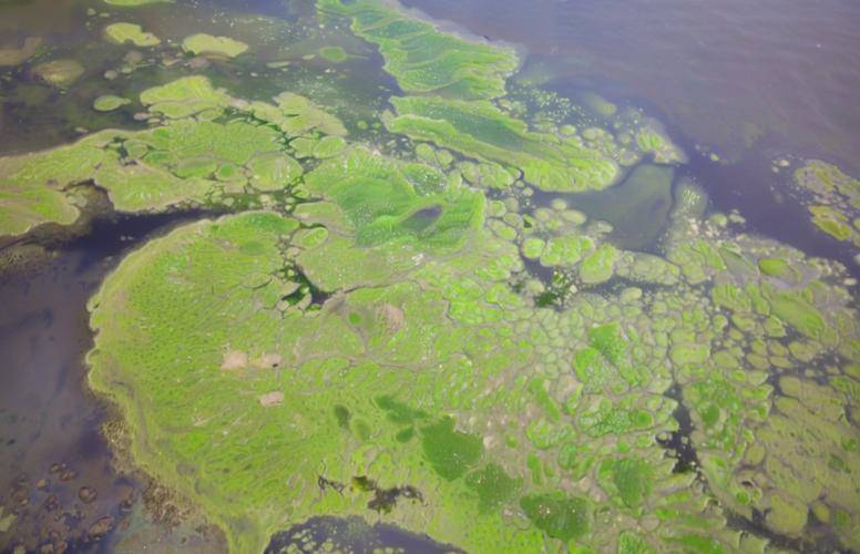 蝦塘的青苔怎麼快速清除