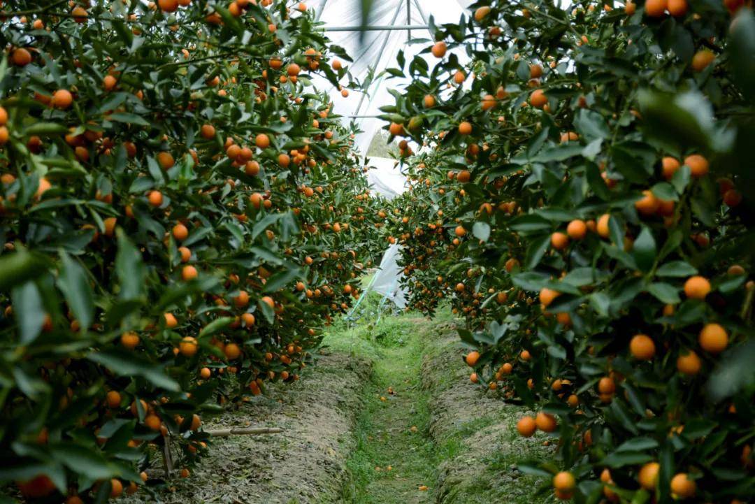 快放假了，美食公司都買些什麼好吃年貨回家？