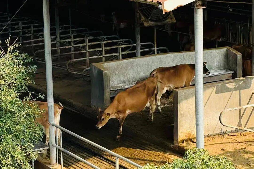 快放假了，美食公司都買些什麼好吃年貨回家？