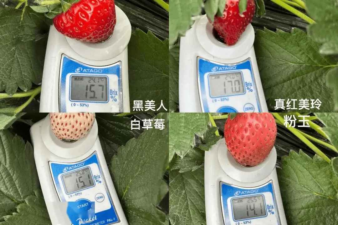 快放假了，美食公司都買些什麼好吃年貨回家？