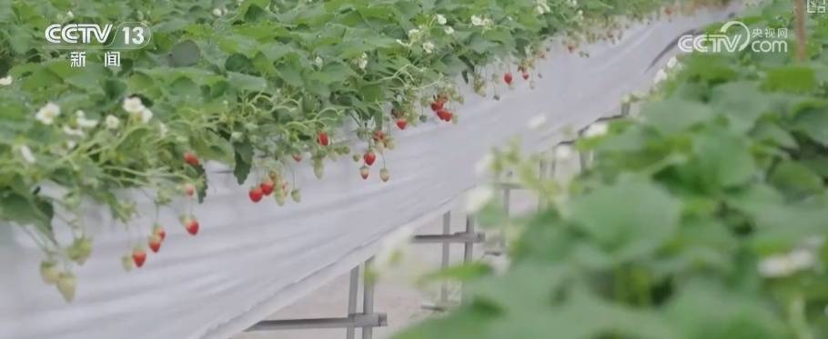 科技改造賦能築牢電力保供屏障 多舉措護航百姓生產生活