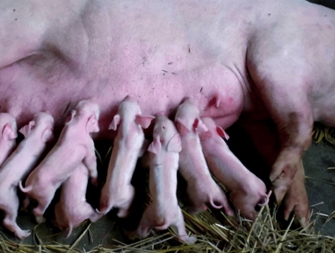 母豬沒奶水怎麼快速下奶? 本文有快速有效的方案！