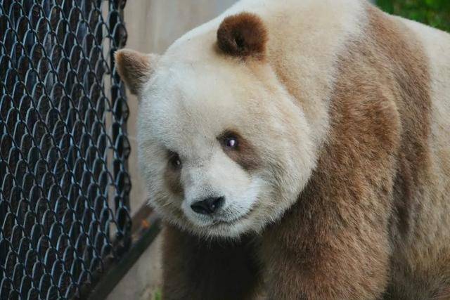 你是去挖煤了嗎？