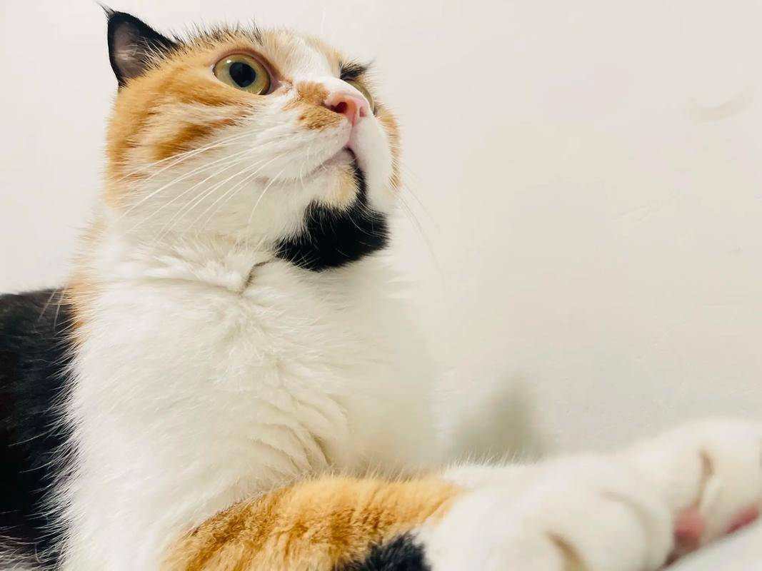 貓咪太瘦不長肉？這幾款增肥發腮的優質貓糧，快收藏！