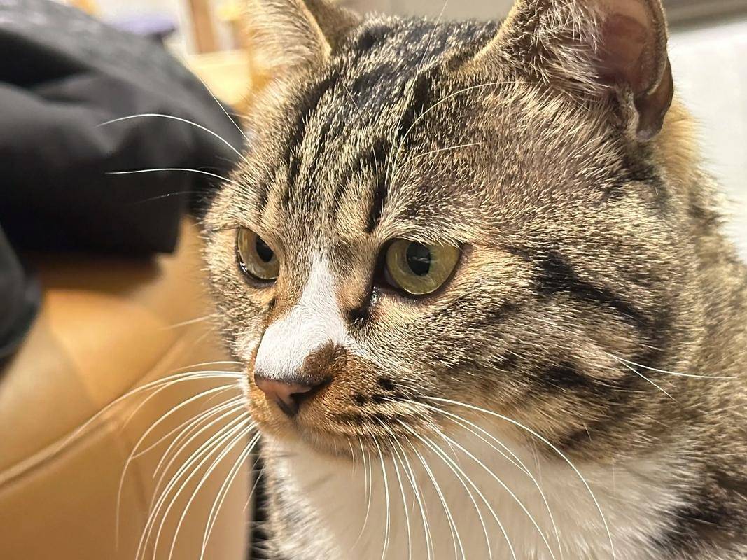 貓咪太瘦不長肉？這幾款增肥發腮的優質貓糧，快收藏！