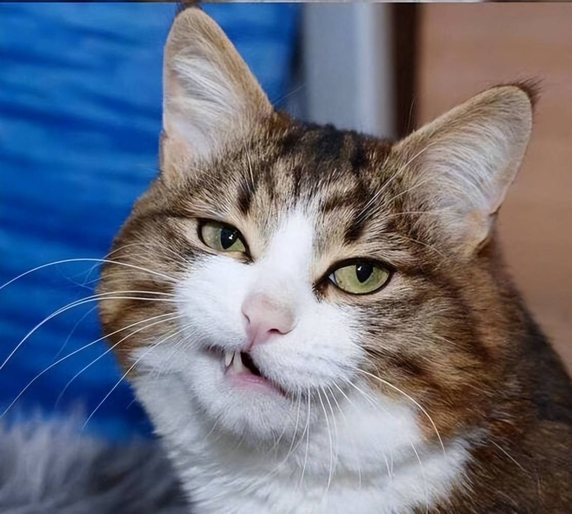 貓咪毛髮褪色、掉毛多？吃什麼好？這些美毛貓糧快收藏！