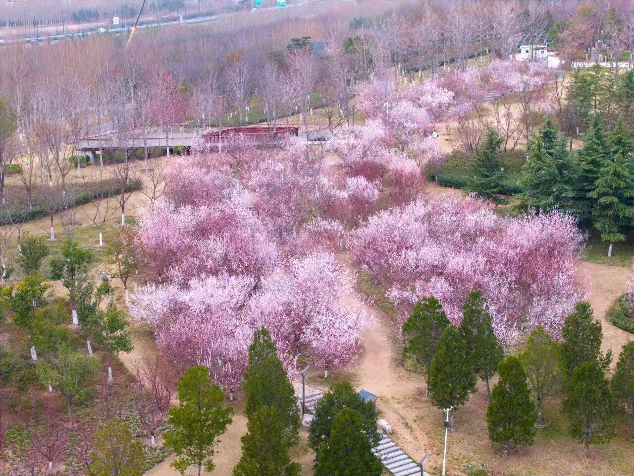 收藏這份鄭州賞花攻略，把整個春天裝進眼裡