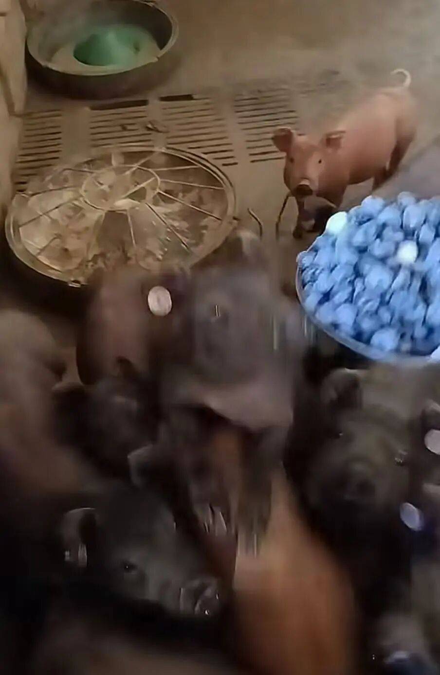 “被SCI拒絕的論文找到了自己真正的家？”哈哈哈人民看得懂的論文才是好論文！