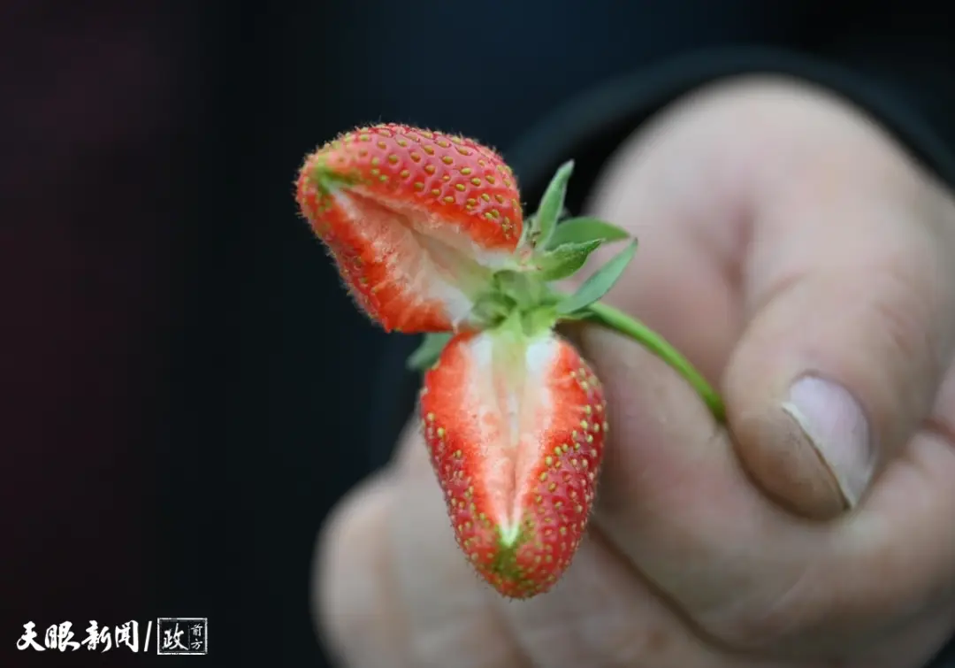 看見這雙手，我們讀懂了什麼叫“把論文寫在大地上”