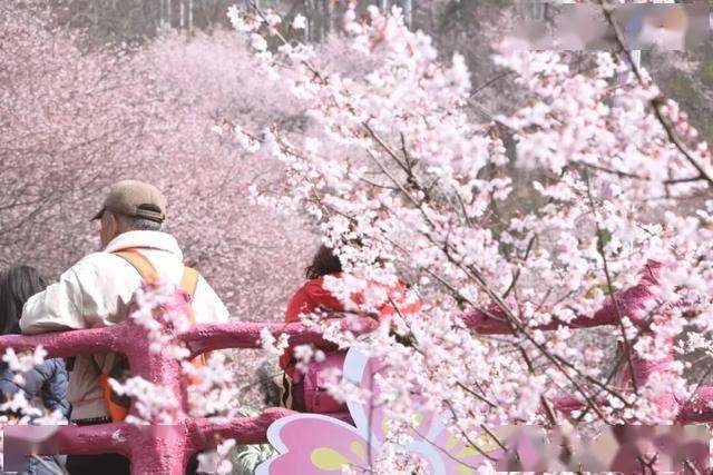 破萬！清涼寨櫻花旅遊季啟幕