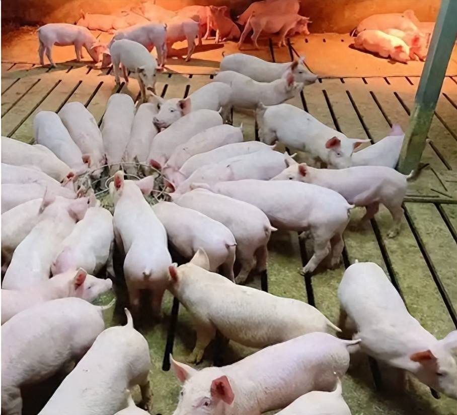 斷奶仔豬怎樣喂長得快？這樣喂就能快速長膘！