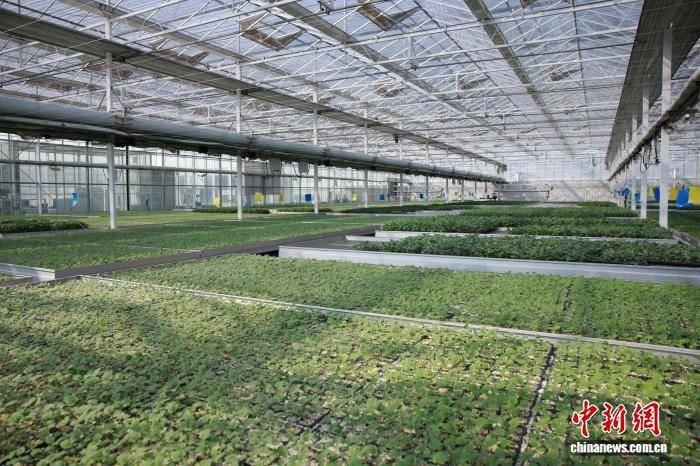 浙江桐鄉：科技育苗助春耕