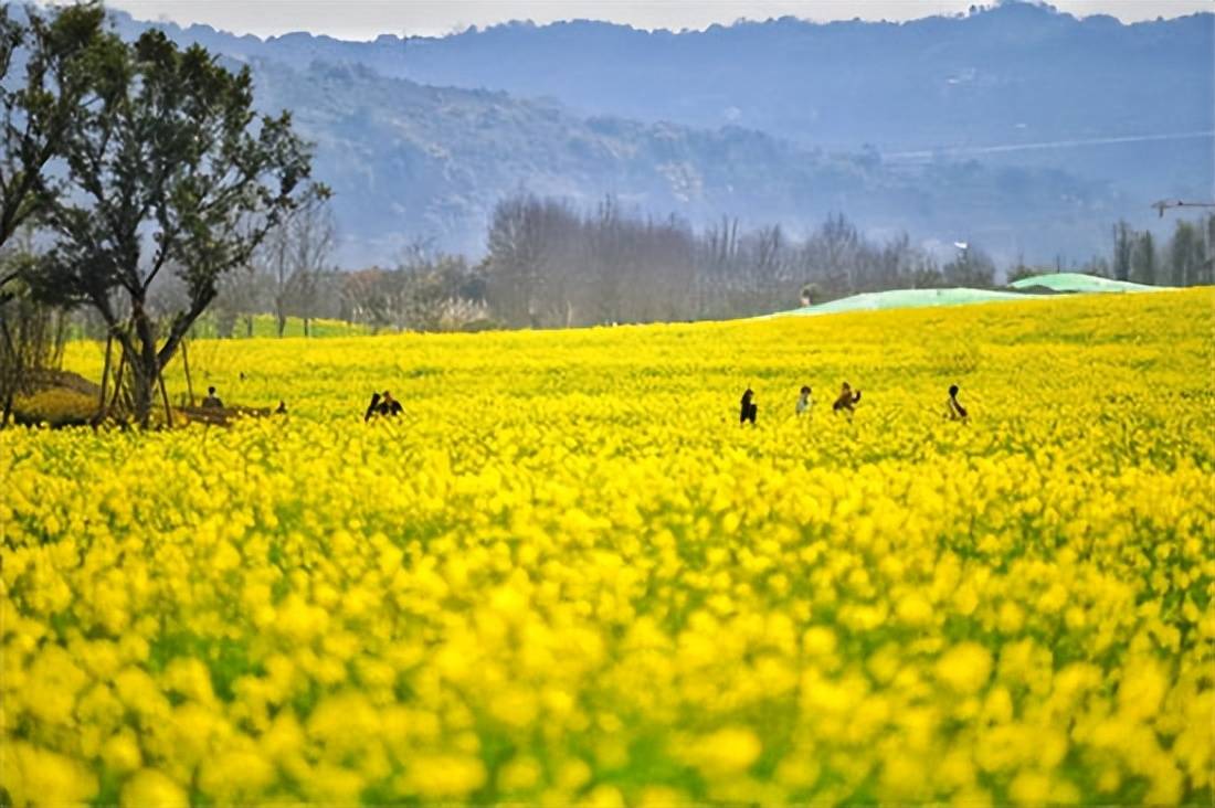 原創太原規模最大的油菜花即將上線，超級壯觀，提前收藏、不要錯過！