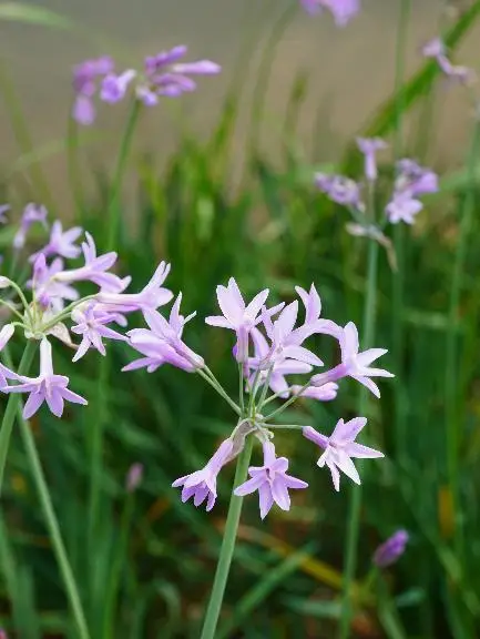 收藏！泉州春日賞花去哪裡？花期+地址全攻略