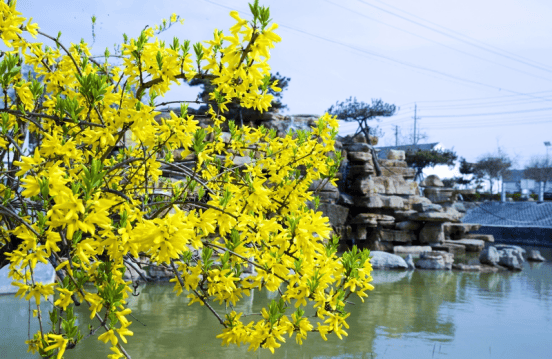 花開泰山區，春色入畫來一鍵收藏最美花海