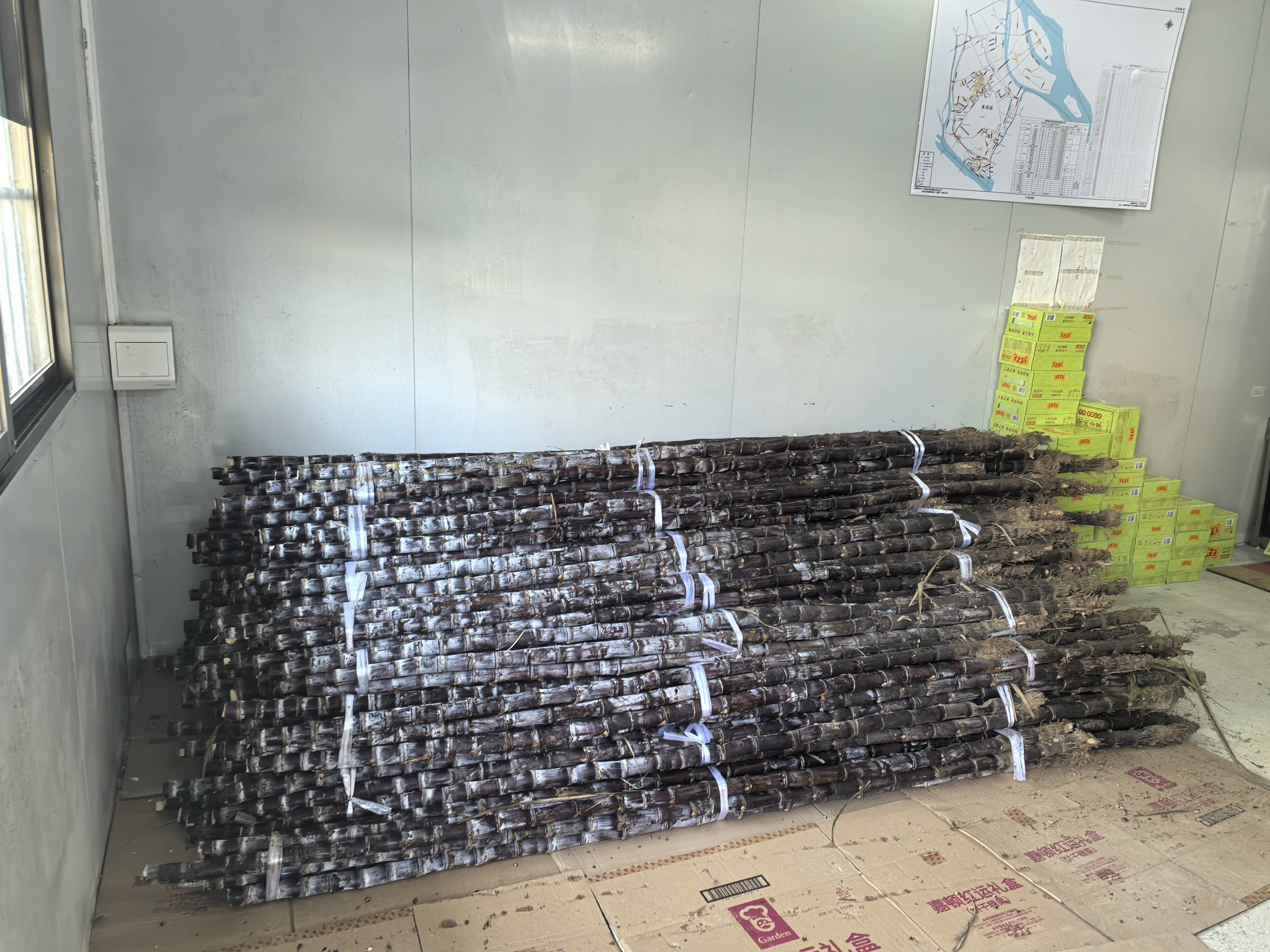 法治助農，共享甘甜！黃閣將愛心甘蔗送給“城市美容師”