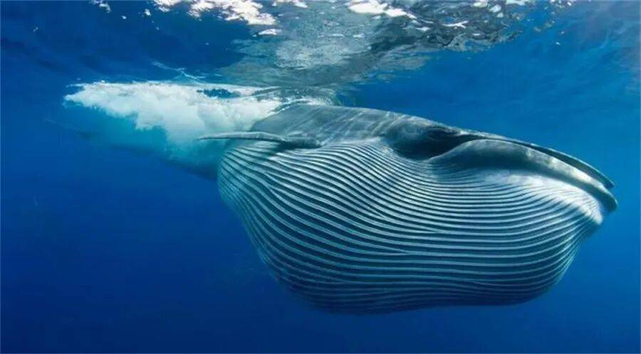 小米給底盤起名蛟龍，我覺得事情不對