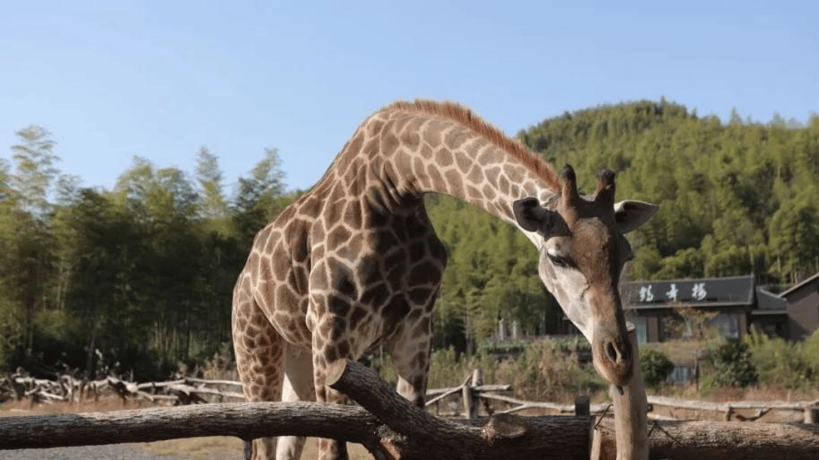 當用中國傳統色開啟“湄公河旅遊”，原來風景可以這麼詩意~