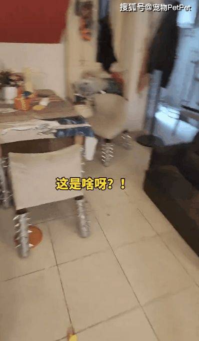 原創為防止貓咪拆家，將全屋裝修成不鏽鋼堡壘，開鎖師傅進門看傻眼