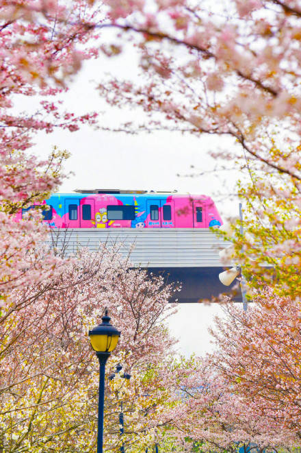 收藏轉發！春天就是要到花海里去