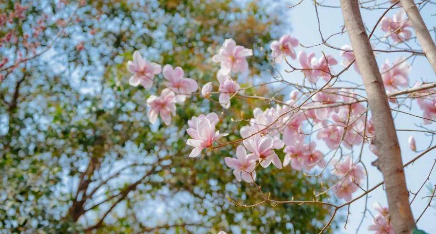 春日美食推薦•陝西彬州美食香椿炒雞蛋
