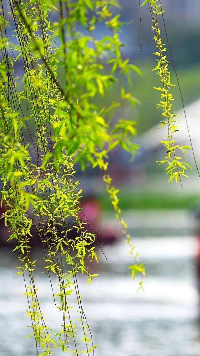 春日限定屏保，轉發收藏