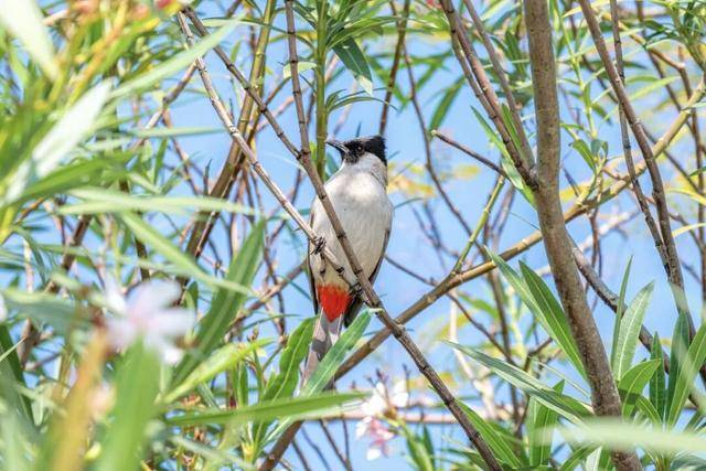 聽，深圳大學生有一群會唱歌的“鄰居”