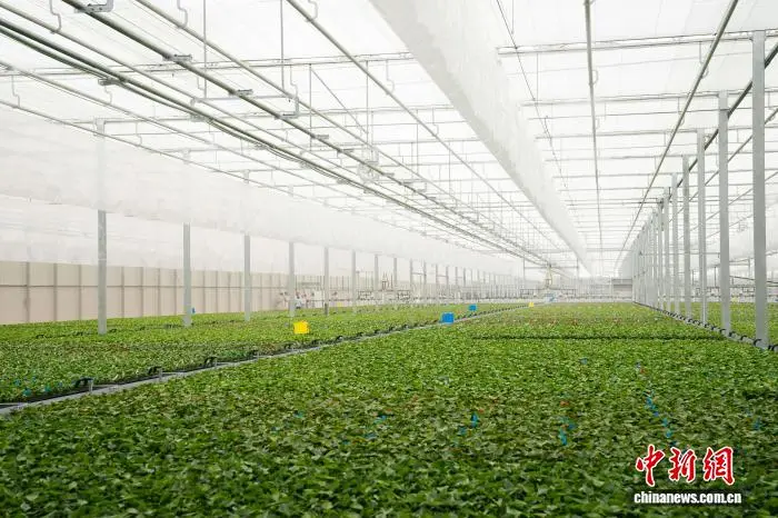 雲南省花卉示範園區一高科技溫室正式啟用