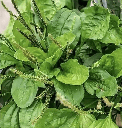 原創春天必吃的 8 種野菜，鮮掉眉毛的春日限定美食，你吃過幾種？