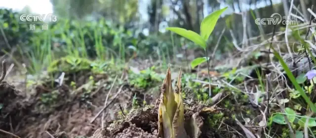各地限定春鮮解鎖“舌尖密碼” “特色美食+文旅”延伸消費鏈條