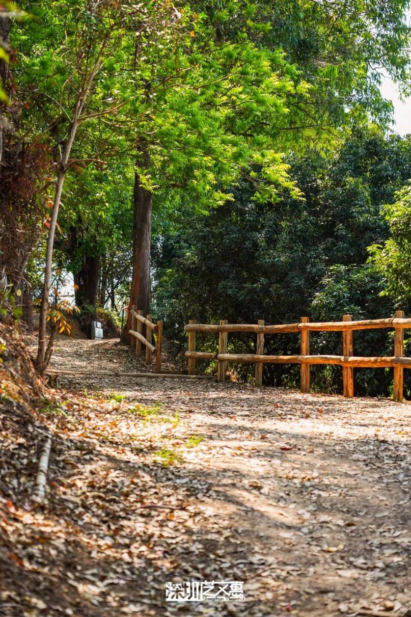 今日深圳｜聽說，羅芳郊野徑新開了個“狗狗圖書館”