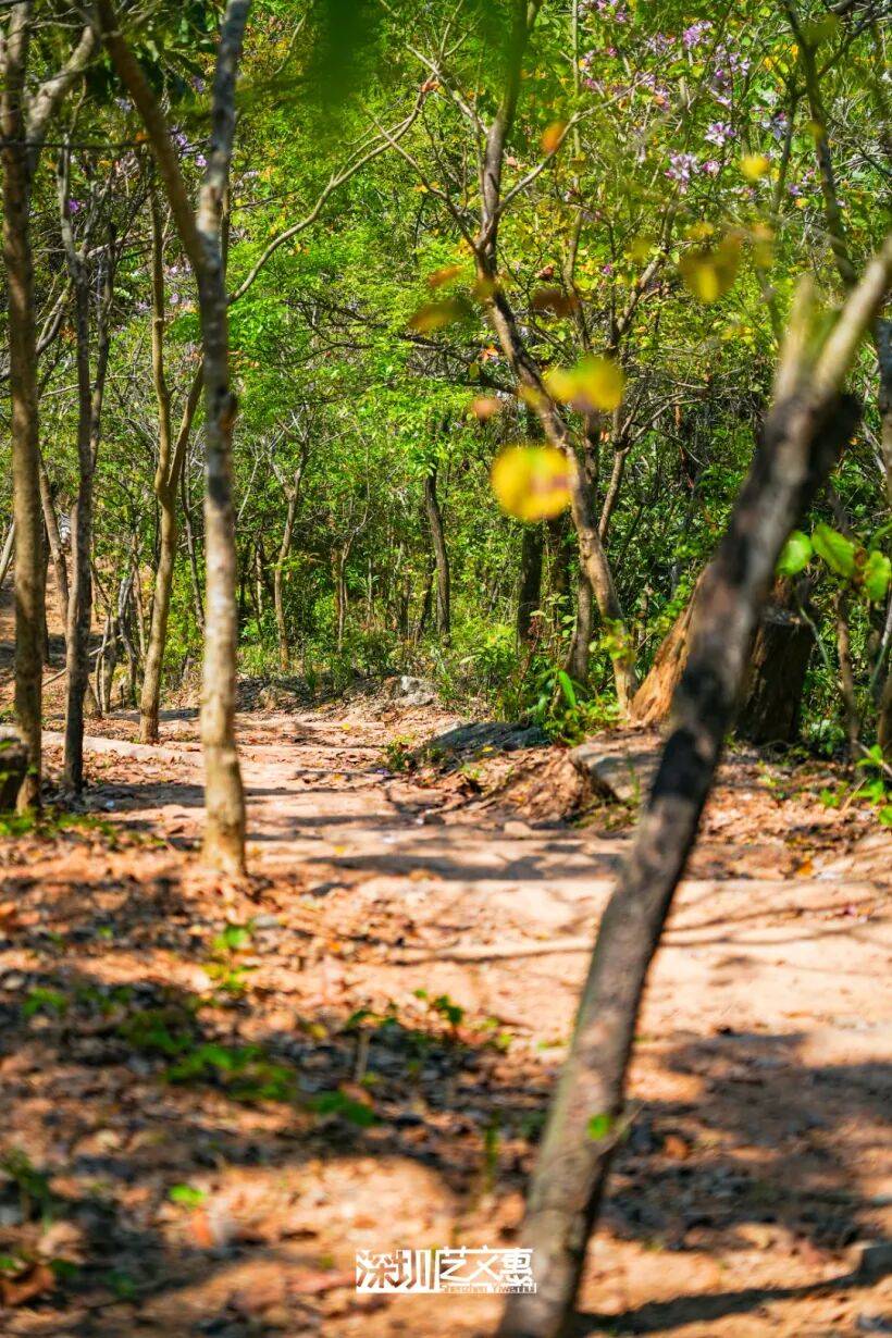 今日深圳｜聽說，羅芳郊野徑新開了個“狗狗圖書館”