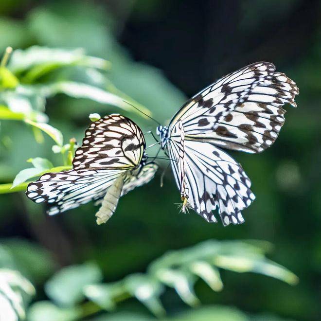 春假，螢火蟲水洞.地下大峽谷旅遊區“野味”十足！