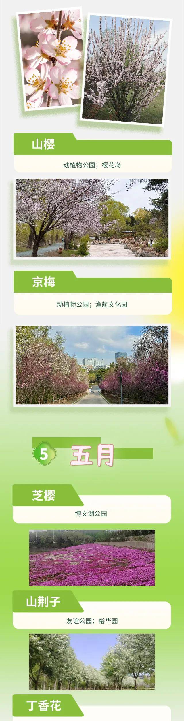 絕了！一直開開開不完！賞花攻略趕緊收藏