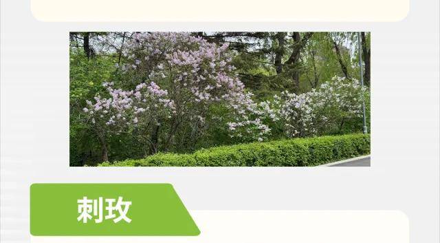 絕了！一直開開開不完！賞花攻略趕緊收藏