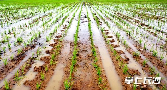 科技賦能！靖港春耕跑出“加速度”
