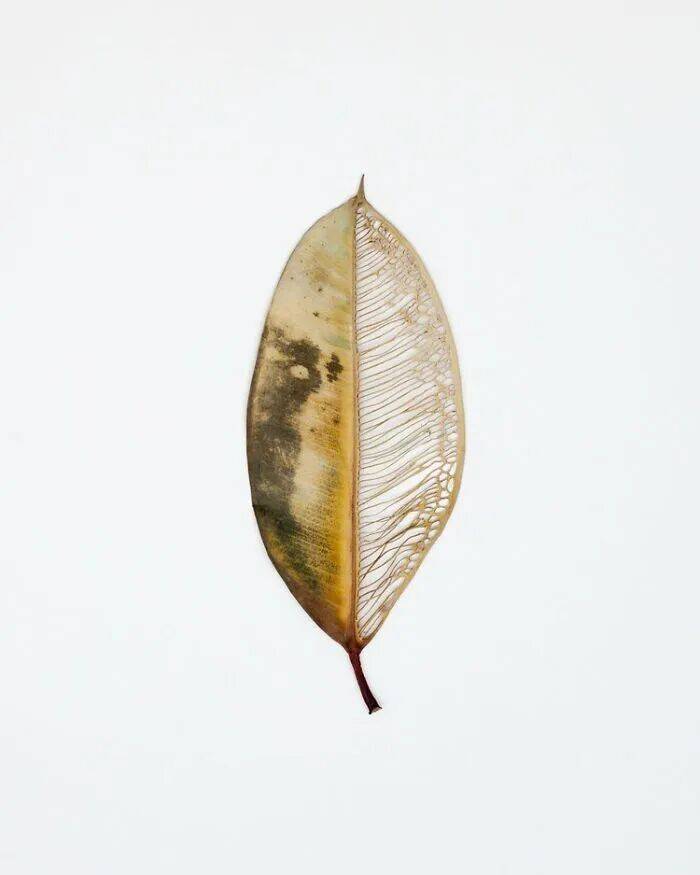 她用針線在幹樹葉上刺繡，最終完成的作品，讓人直呼驚豔