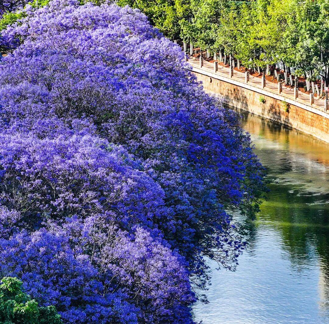 盛花期倒計時！昆明藍花楹小眾私藏路線~快收藏