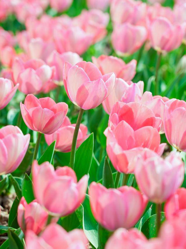 CBD創新力量｜北京CBD：從“水泥森林”到“花園客廳”