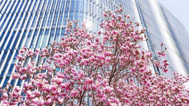 CBD創新力量｜北京CBD：從“水泥森林”到“花園客廳”