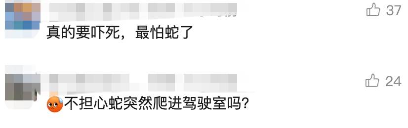 太驚悚! 小轎車內驚現巨型眼鏡王蛇, 體長近3米, 6斤重! 蛇到處亂竄, 最終…