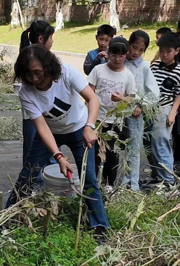 小學生勞動課下地割油菜 充滿了豐收的喜悅