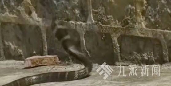 太驚悚! 小轎車內驚現巨型眼鏡王蛇, 體長近3米, 6斤重! 蛇到處亂竄, 最終…