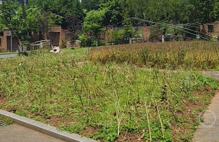 小學生勞動課下地割油菜 充滿了豐收的喜悅