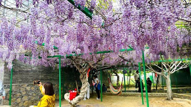 原創廢棄礦坑蝶變網紅景區 臥虎山田園旅遊區近郊微度假點燃假日經濟
