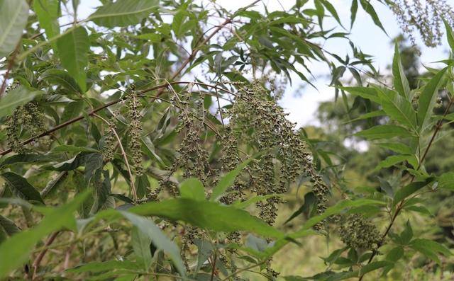 原創農村這樹不值錢，果實卻是稀罕的“黃金子”，老農民都喜歡收藏它