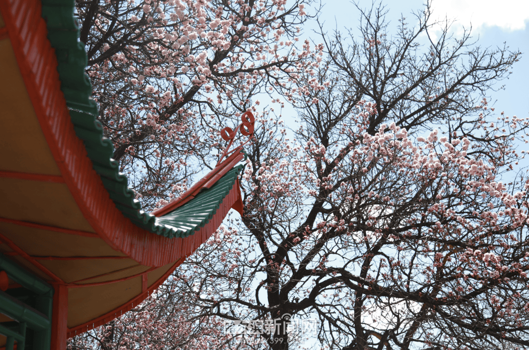 【半城江水 半城花】冰城春花開啟“杏運時間”｜這份粉色賞花攻略請收藏→