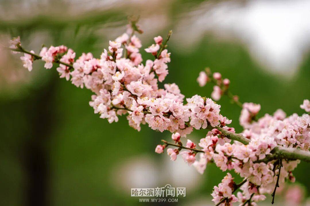 【半城江水 半城花】冰城春花開啟“杏運時間”｜這份粉色賞花攻略請收藏→