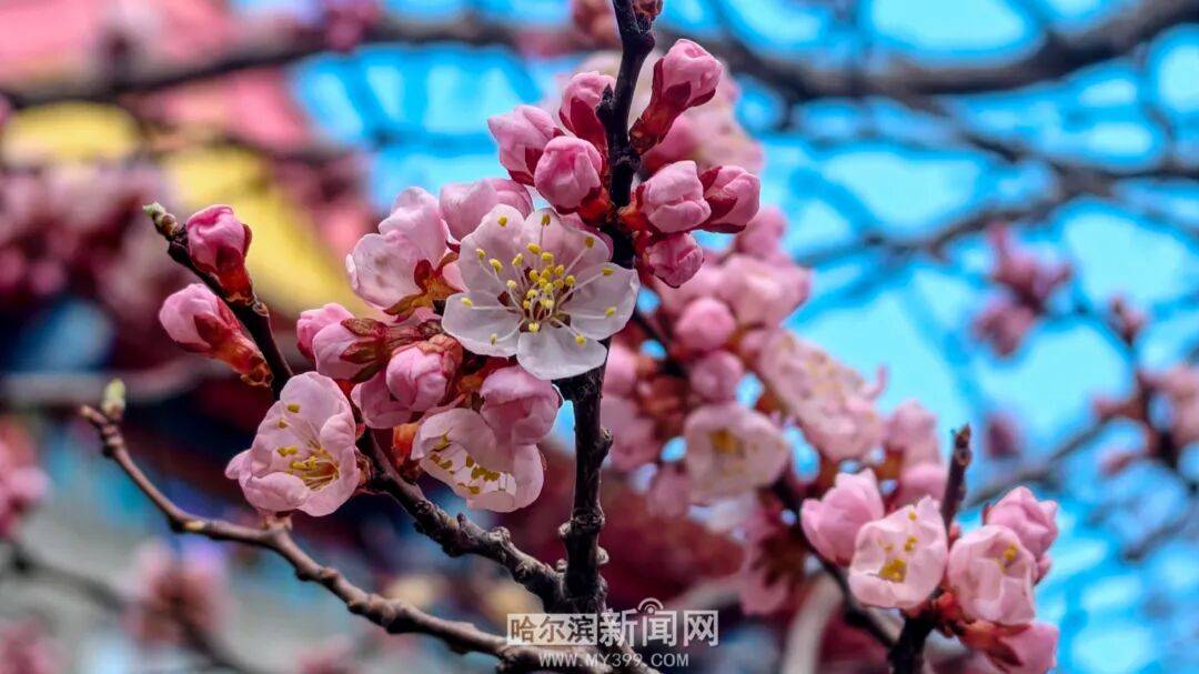 【半城江水 半城花】冰城春花開啟“杏運時間”｜這份粉色賞花攻略請收藏→